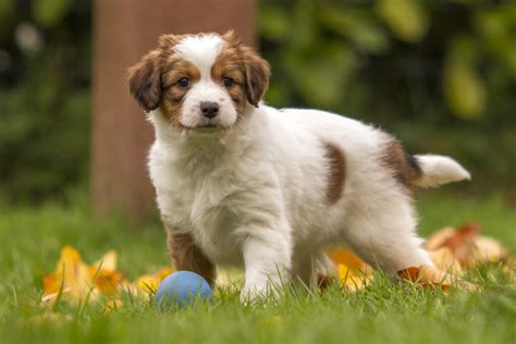 Kooikerhondje | Breed Info & Advice | zooplus Magazine