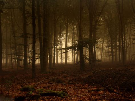 Dark Forests | Walls Hub