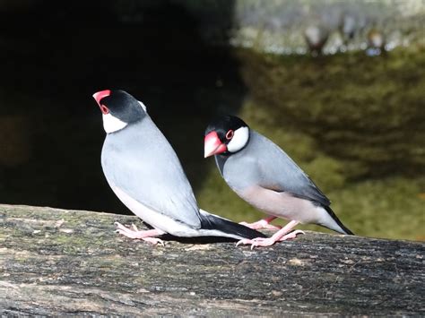 Snap Happy Birding: Java Finch (Java Sparrow)