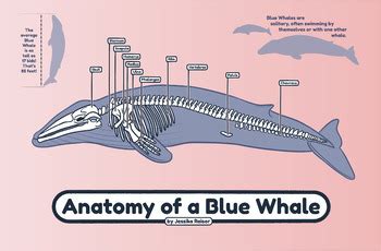 Anatomy of a Blue Whale Poster by Jessika Raisor | TpT