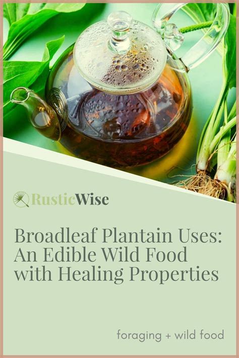 Broadleaf plantain uses an edible wild food with healing properties ...