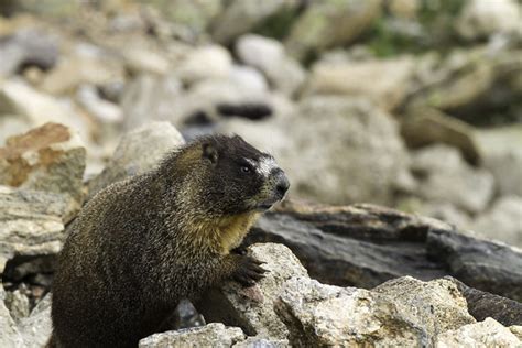 Yellow-bellied Marmot (Marmota flaviventris)....1 of 3 in … | Flickr ...