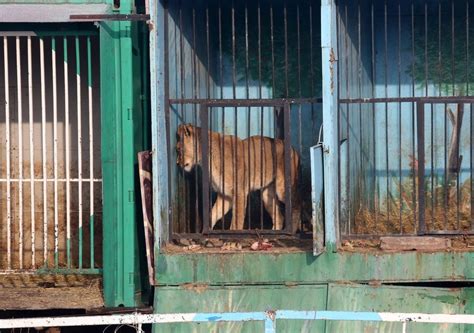 Lions Pacing Inside Abandoned Zoo Are So Stressed It's Surreal