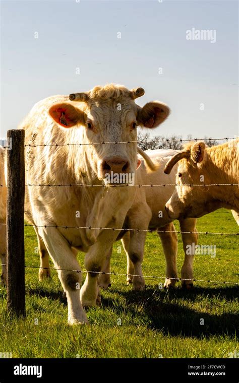 portrait of charolais cow in pasture Stock Photo - Alamy