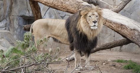 San Diego Zoo's Beloved Lion Dies | KPBS Public Media