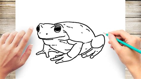 How To Draw A Realistic Frog