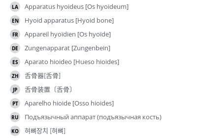 Apparatus hyoideus [Os hyoideum] - vet-Anatomy - IMAIOS