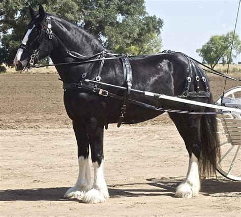 Shire Horse Breed Information, History, Videos, Pictures