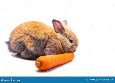 Rabbit Eating Carrots Stock Photos - Download 377 Royalty Free Photos