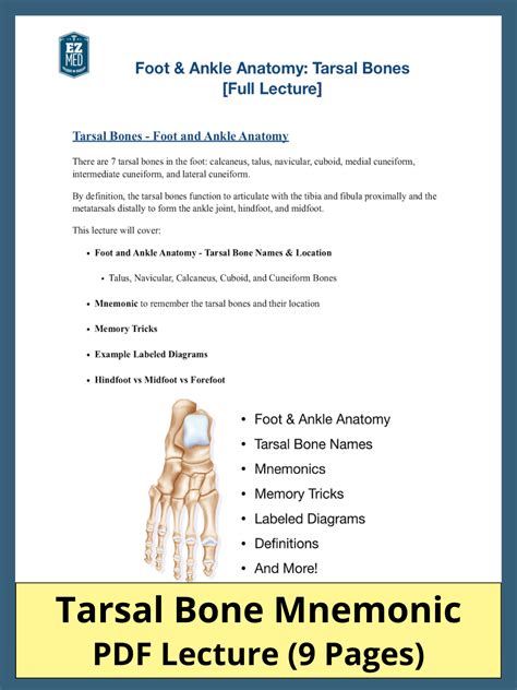 Tarsal Bones Mnemonic PDF: Foot and Ankle Labeled Diagram, Bone Names ...