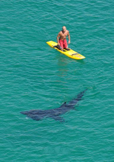 surfing with sharks! I really want to surf with a shark or a dolphin ...