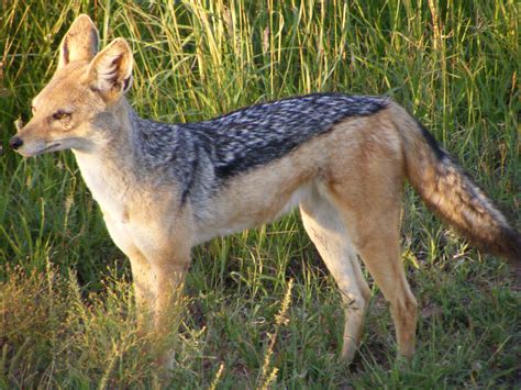 Seswantšho:Black Backed Jackal Masaai Mara April 2008.JPG - Wikipedia ...