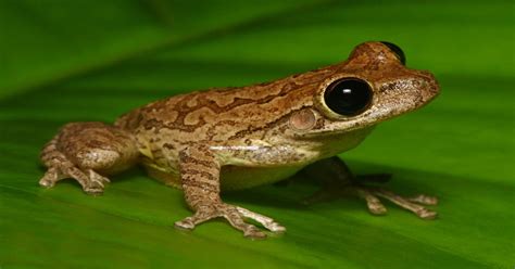 Cuban Tree Frog - Learn About Nature