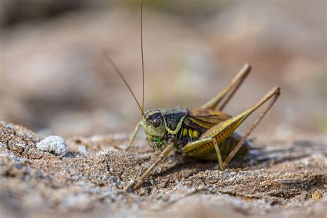 Cricket Pest Control Phoenix, AZ | Cricket Exterminator