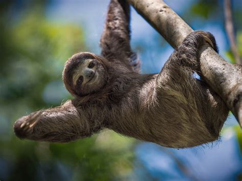 Sloths Hanging