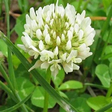 White Dutch Clover 5 LB ~1,280,000 Seeds - Heirloom, Non-GMO, Open ...