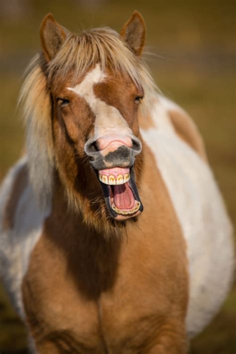 View Age Horse Teeth Background - Teeth Walls Collection For Everyone