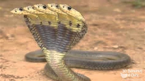 5 Headed Cobra Found In Easten Thailand : Real Or Fake? - YouTube