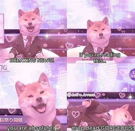 14 Funny Shiba Inu Memes That Will Make You Smile | Page 2 of 3 | PetPress