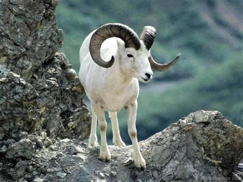 Ram Animal On Hill - Desi Comments