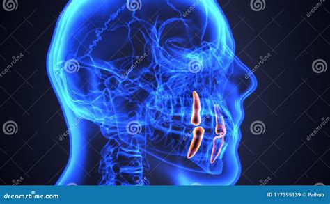 Skeleton And Teeth Anatomy. Medical Accurate 3D Illustration Stock ...