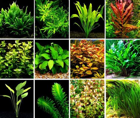 Aquascaping Tips: How To Create Your First Aquascape - Aquascaping Love ...