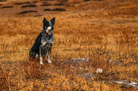 Blue Heeler Size Guide: How Big Do Australian Cattle Dogs Get? - Puppy ...