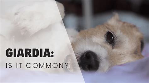 Is Giardia Common in Puppies? Understanding the Prevalence and ...