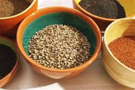 Where to Buy Microgreen Seeds: A Comprehensive List - Microgreens Corner