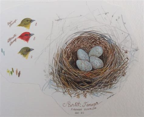 Scarlet Tanager Nest painted at the WFVZ by Maryjo Koch for her book ...