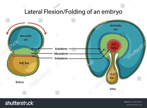 Lateral Flexion Folding Embryo Transverse Section Stock Illustration ...