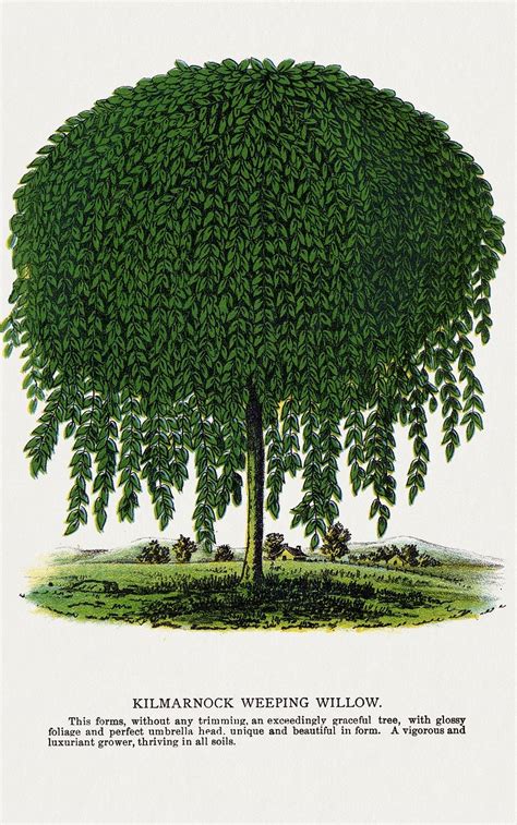 Kilmarnock Weeping Willow tree lithograph. | Free Photo Illustration ...