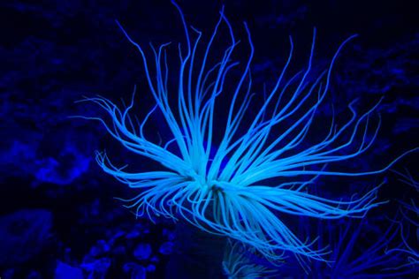 11,600+ Blue Sea Anemone Stock Photos, Pictures & Royalty-Free Images ...