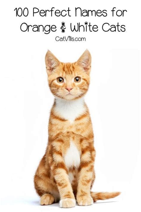 100 Orange And White Cat Names for Your Sweet New Tabby