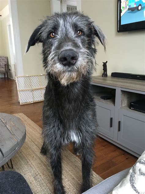 Irish Wolfhound puppy named Floki #cutepuppynamesa-z | Irish wolfhound ...