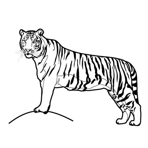 Tiger Cub Drawing at GetDrawings | Free download