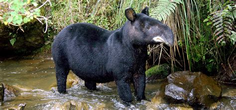 Wild Wooly Mountain Tapirs | Tapir Specialist Group