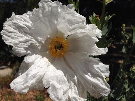 The tissue paper crinkle gets me every time : r/flowers