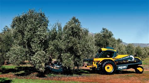 Harvesting olives and orchards