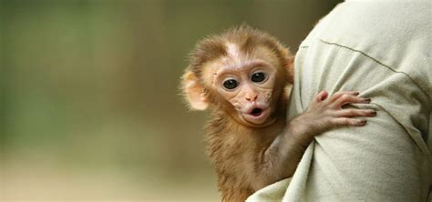 Role Of Wildlife SOS In Rehabilitating Baby Monkeys - Wildlife SOS