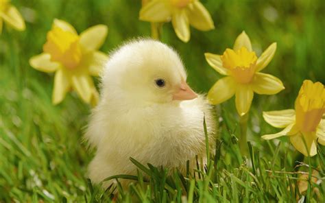 Lief kuikentje op het gras | Mooie Leuke Achtergronden Voor Je ...