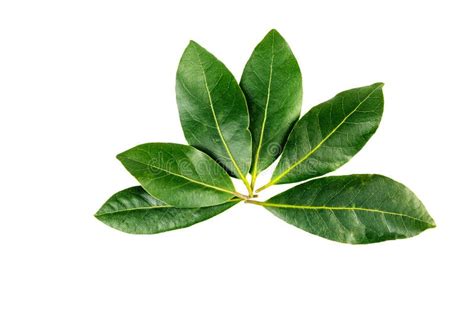 Bay laurel leaves stock image. Image of plant, background - 48499865