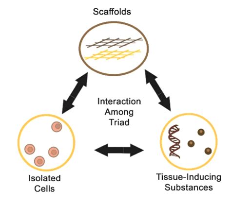 Components in Tissue Engineering 1. Main components of tissue ...