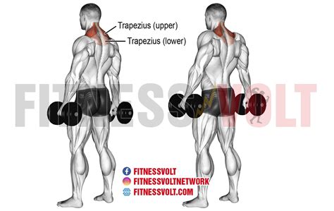 Benefits and Kinds of Dumbbell Shrugs - Crossfit BloggerCrossfit Blogger