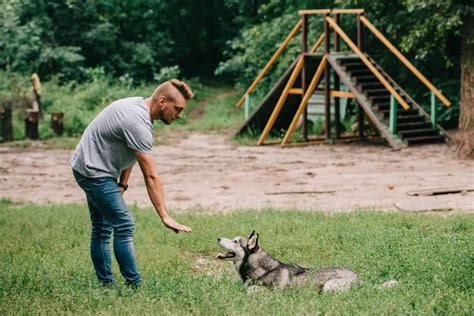 7 Tips For Training Your Husky For Better Behaviour - SirDoggie.com