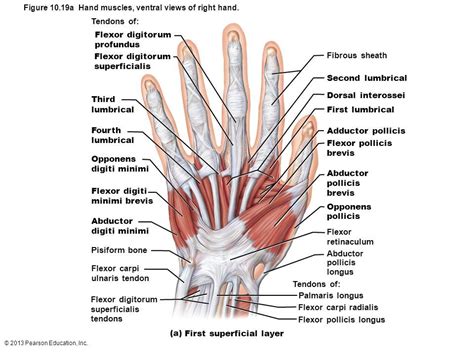 Muscles Of The Forearm And Hand Musculoskeletal Key | atelier-yuwa.ciao.jp