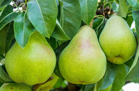 What Fruit Trees Grow In Zone 6: Tips On Choosing Fruit Trees For Zone 6