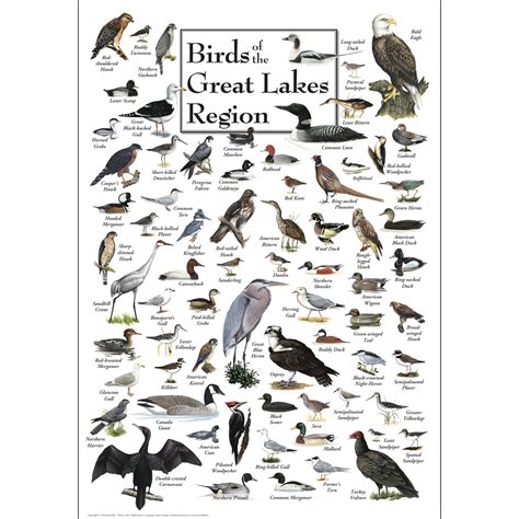 Birds of the Great Lakes Region - Poster - Earth Sky + Water