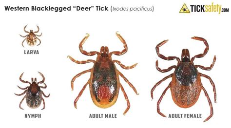 Tick Identification - Western Deer Tick