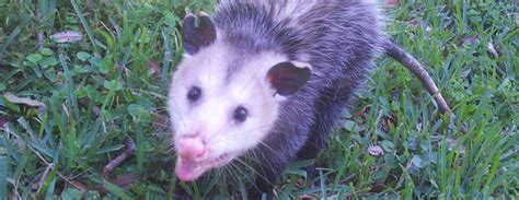 Where Do Opossums Actually Live?